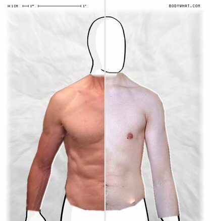 Torso Comparison