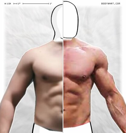 Torso Comparison