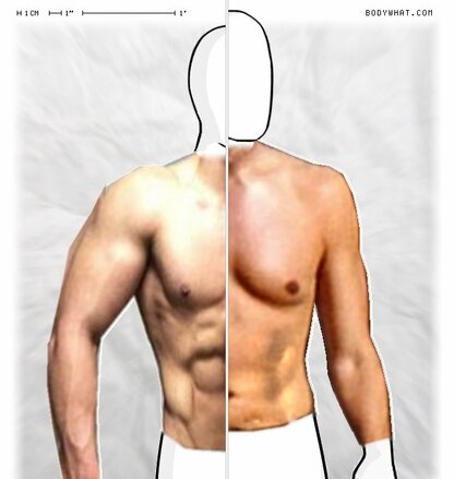 Torso Comparison
