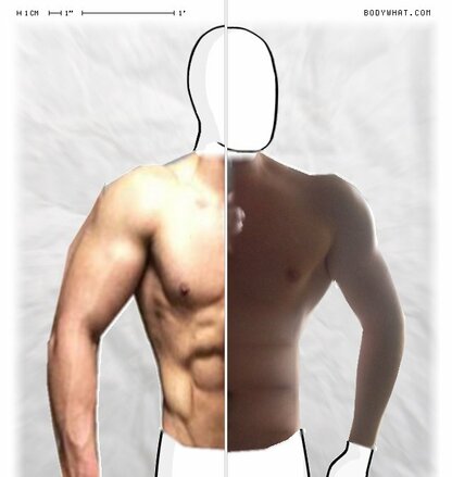 Torso Comparison