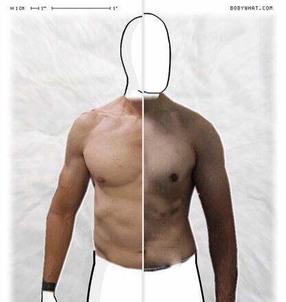 Torso Comparison