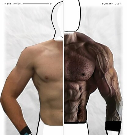 Torso Comparison