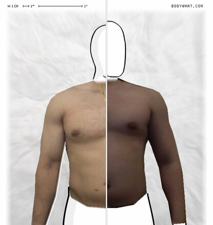 Torso Comparison