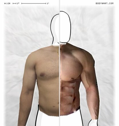 Torso Comparison