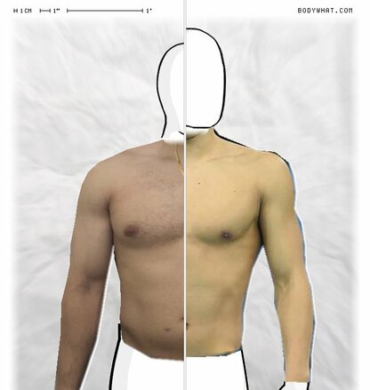 Torso Comparison