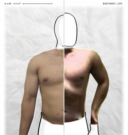 Torso Comparison