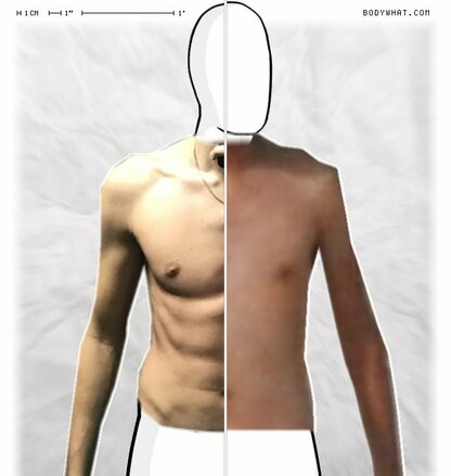 Torso Comparison