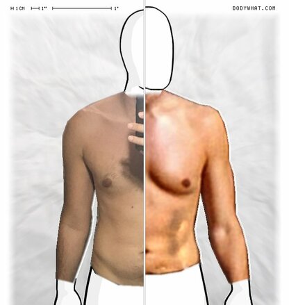 Torso Comparison