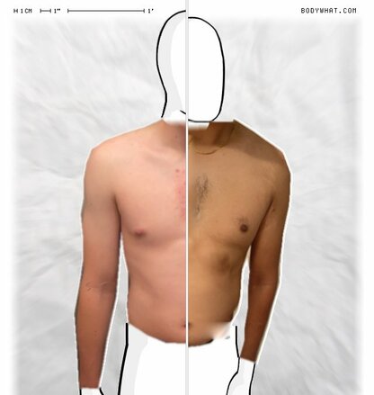 Torso Comparison