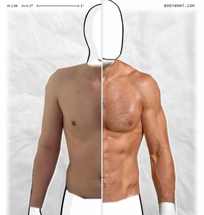 Torso Comparison