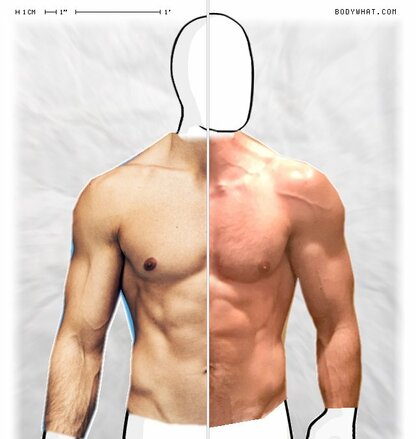 Torso Comparison