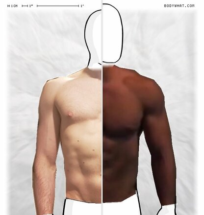 Torso Comparison