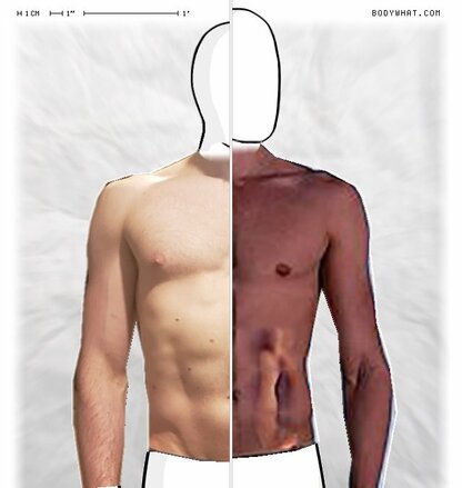 Torso Comparison