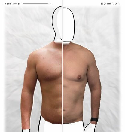 Torso Comparison