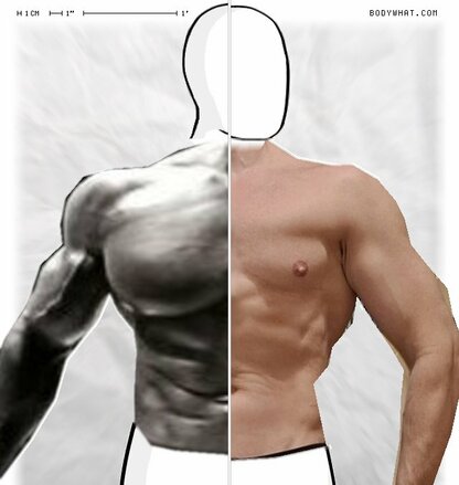 Torso Comparison