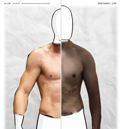 Torso Comparison