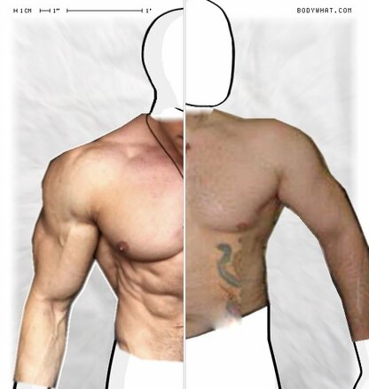 Torso Comparison
