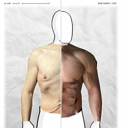 Torso Comparison