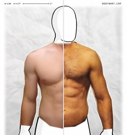 Torso Comparison