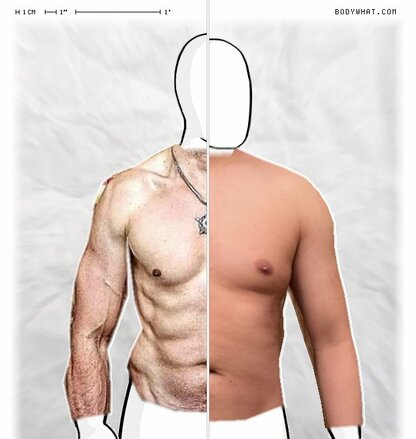 Torso Comparison