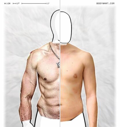 Torso Comparison