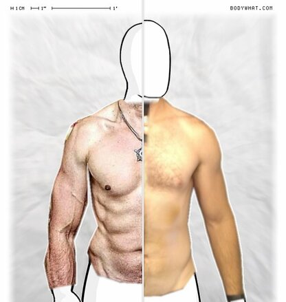Torso Comparison