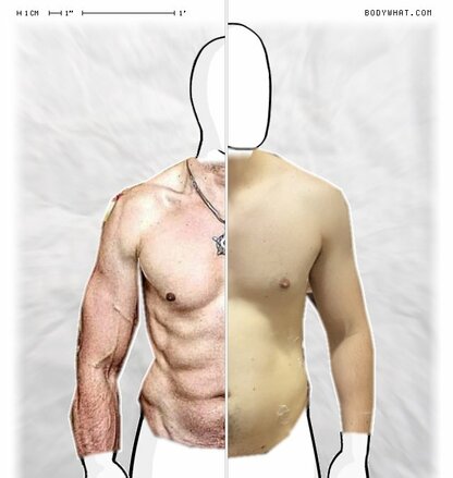 Torso Comparison
