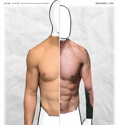 Torso Comparison