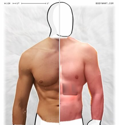 Torso Comparison