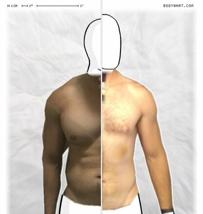 Torso Comparison