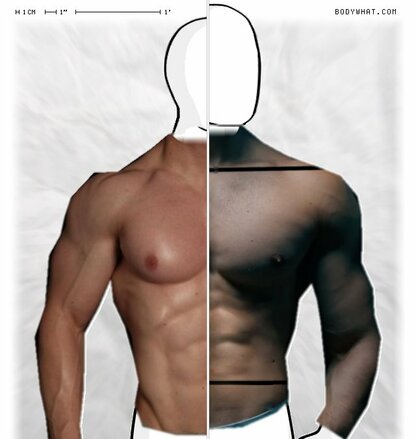 Torso Comparison