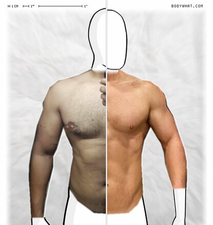 Torso Comparison