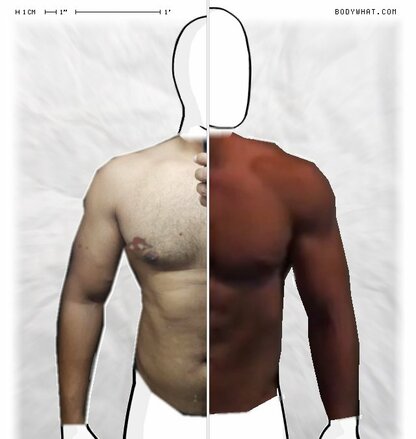Torso Comparison