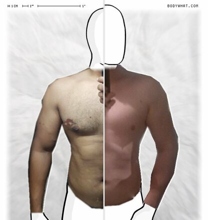 Torso Comparison