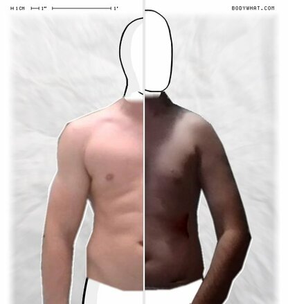 Torso Comparison