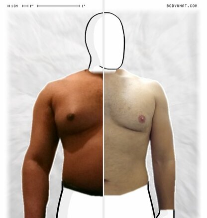 Torso Comparison