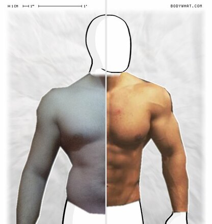 Torso Comparison