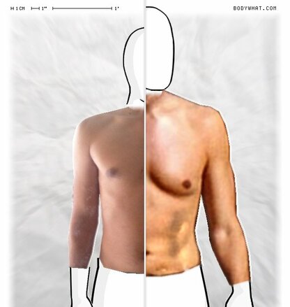 Torso Comparison