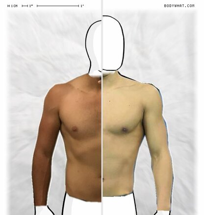 Torso Comparison
