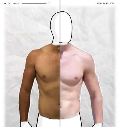 Torso Comparison