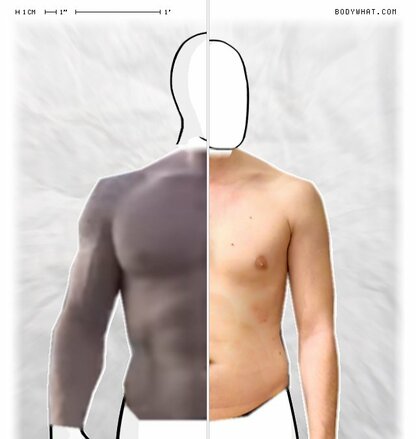 Torso Comparison