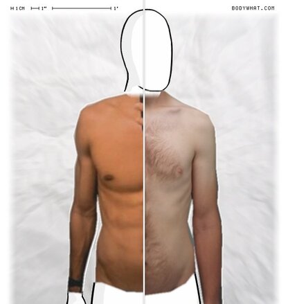 Torso Comparison