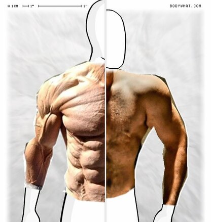 Torso Comparison