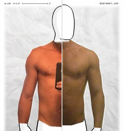 Torso Comparison