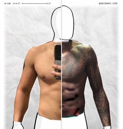 Torso Comparison