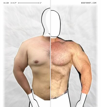 Torso Comparison