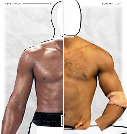 Torso Comparison