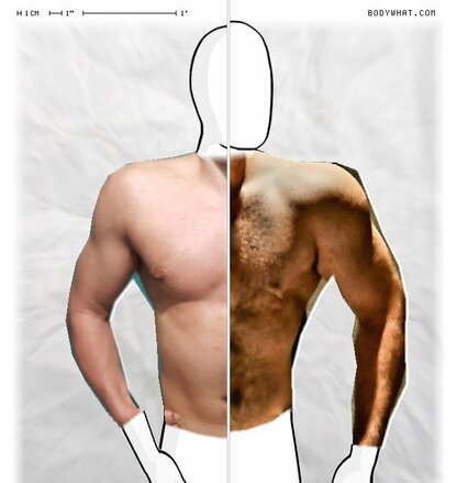 Torso Comparison