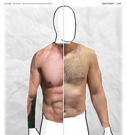 Torso Comparison