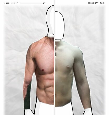 Torso Comparison